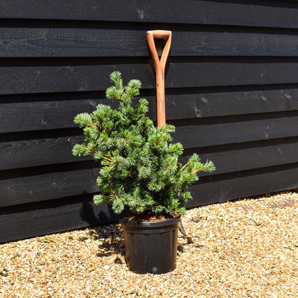 Pinus parviflora 'Negishi' | Japanese white pine - Height 45-55cm - 8lt