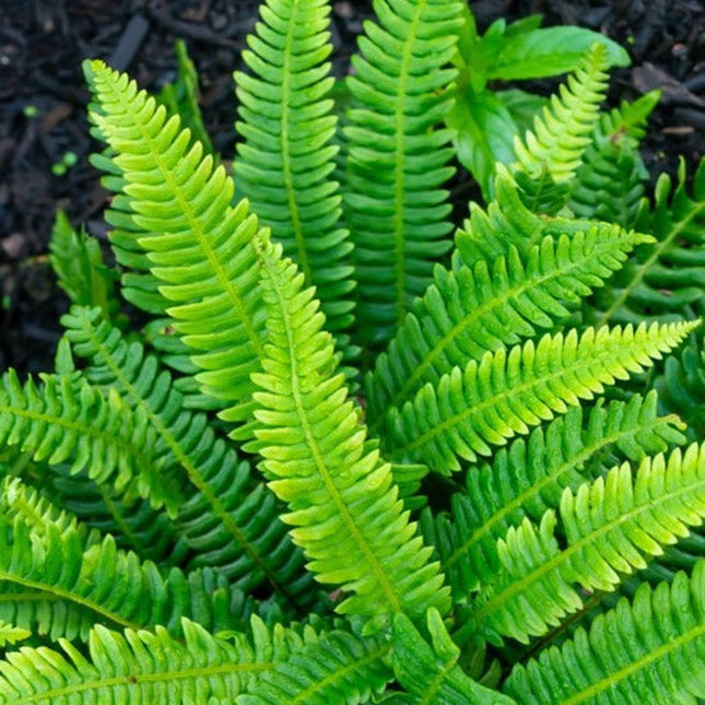 Deer Fern