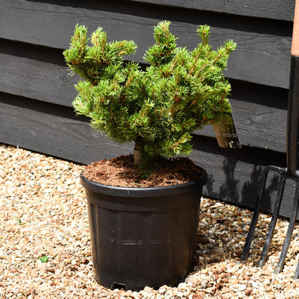 Pinus parviflora 'Kusu Dama' - Height 30-40cm - Width 30-40cm - 11lt