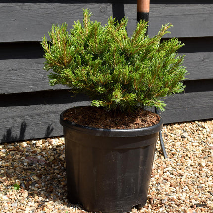 Pinus parviflora 'Linda' - Height20-30cn - Width 35-45cm - 8lt
