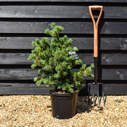 Pinus parviflora 'Negishi' | Japanese white pine - Height 45-55cm - 8lt