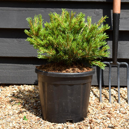 Pinus parviflora 'Linda' - Height20-30cn - Width 35-45cm - 8lt