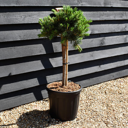 Pinus parviflora 'Negishi' | Japanese white pine - Clear Stem 40cm - Girth 8-10cm - Height 60-70cm - Width 30-40cm - 18lt