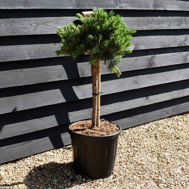 Pinus parviflora 'Negishi' | Japanese white pine - Clear Stem 40cm - Girth 8-10cm - Height 60-70cm - Width 30-40cm - 18lt