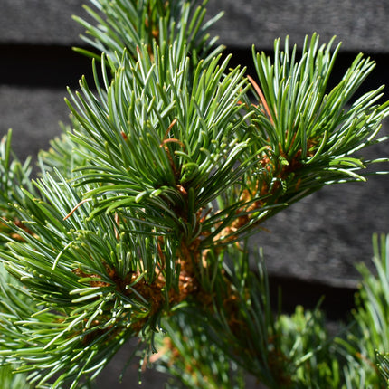Pinus parviflora 'Negishi' | Japanese white pine - Height 45-55cm - 8lt
