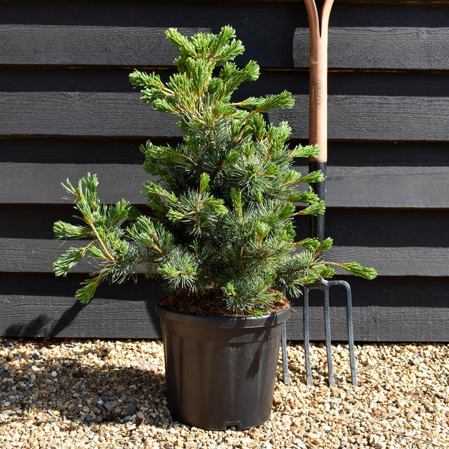 Pinus parviflora 'Negishi' - Height 60-70cm - 12lt