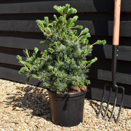 Pinus parviflora 'Negishi' - Height 60-70cm - 12lt