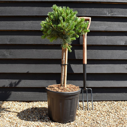 Pinus parviflora 'Negishi' | Japanese white pine - Clear Stem 40cm - Girth 8-10cm - Height 60-70cm - Width 30-40cm - 18lt