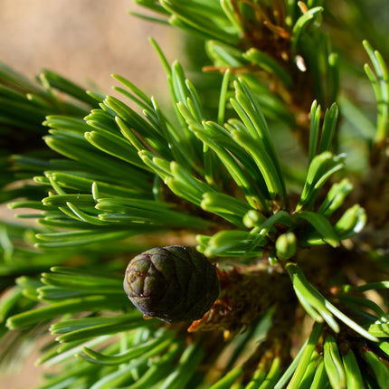 Pinus parviflora 'Negishi' - Height 60-70cm - 12lt