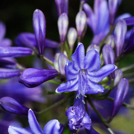 Agapanthus Navy Blue