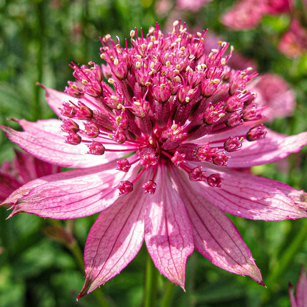 Astrantia Roma