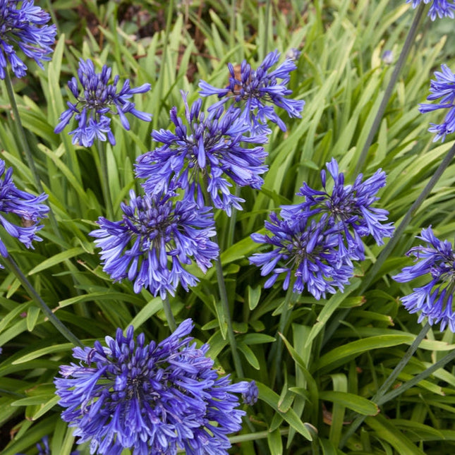 Agapanthus Black Buddhist