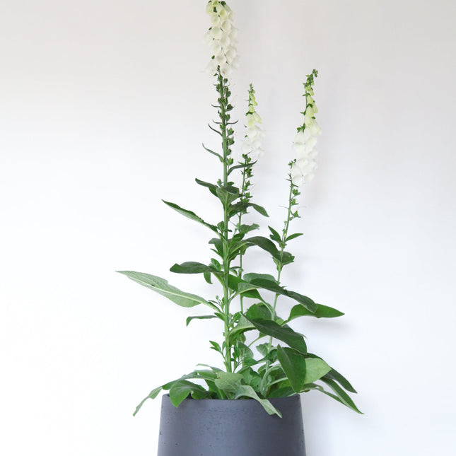 White Foxglove