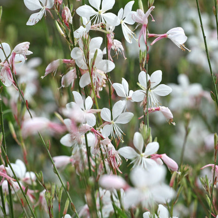 Gaura Whirling Butterflies
