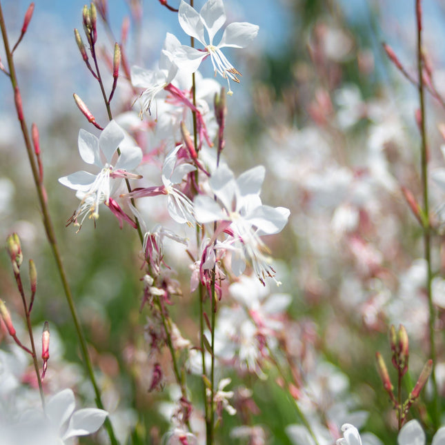 Gaura Whirling Butterflies