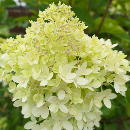 Hydrangea Little Lime