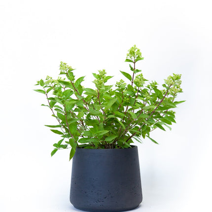 Hydrangea Little Lime