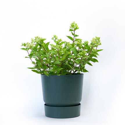 Hydrangea Little Lime