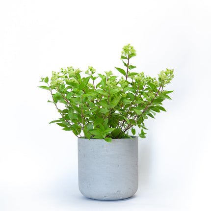 Hydrangea Little Lime