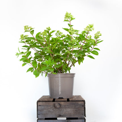 Hydrangea Little Lime