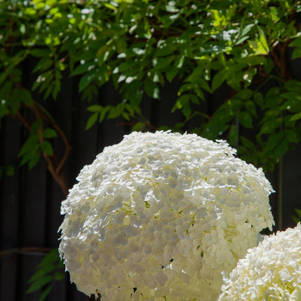 Hydrangea Strong Annabelle