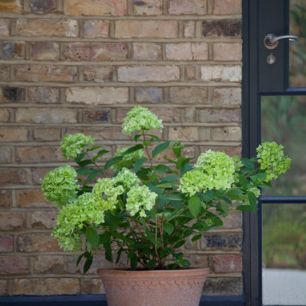 Hydrangea Little Lime