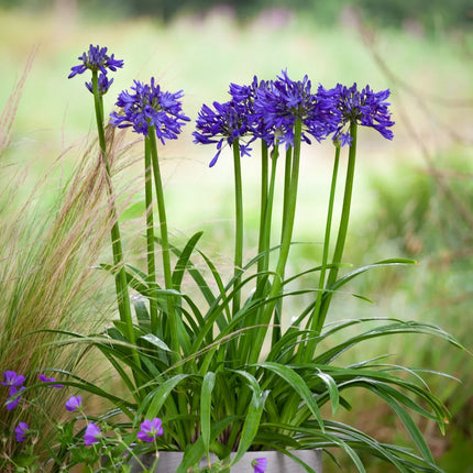 Agapanthus Navy Blue