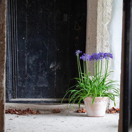 Agapanthus Navy Blue