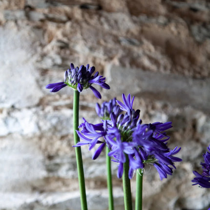 Agapanthus Navy Blue