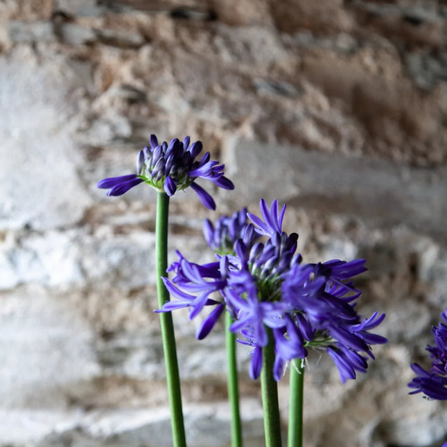 Agapanthus Navy Blue