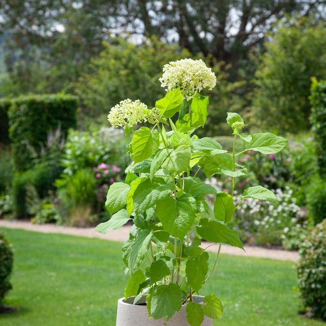 Hydrangea Strong Annabelle