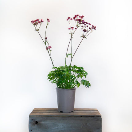 Astrantia Burgundy Manor