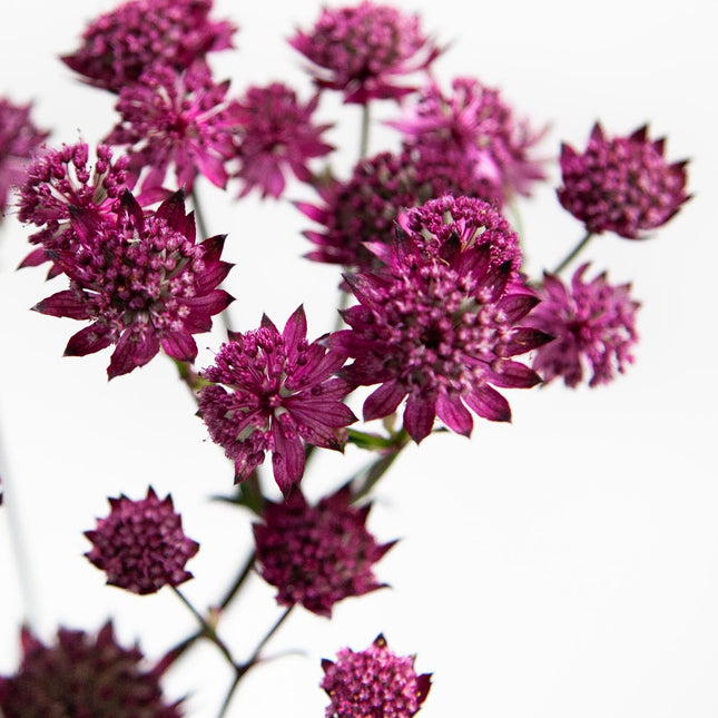 Astrantia Burgundy Manor