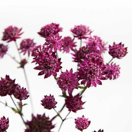 Astrantia Burgundy Manor