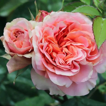 Duchess of Cornwall Rose