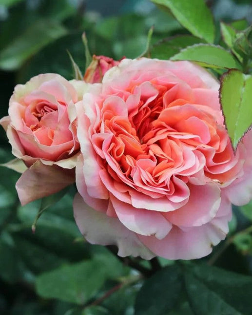 Duchess of Cornwall Rose