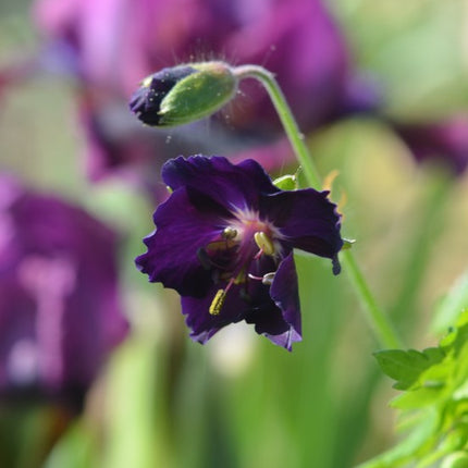 Geranium Raven