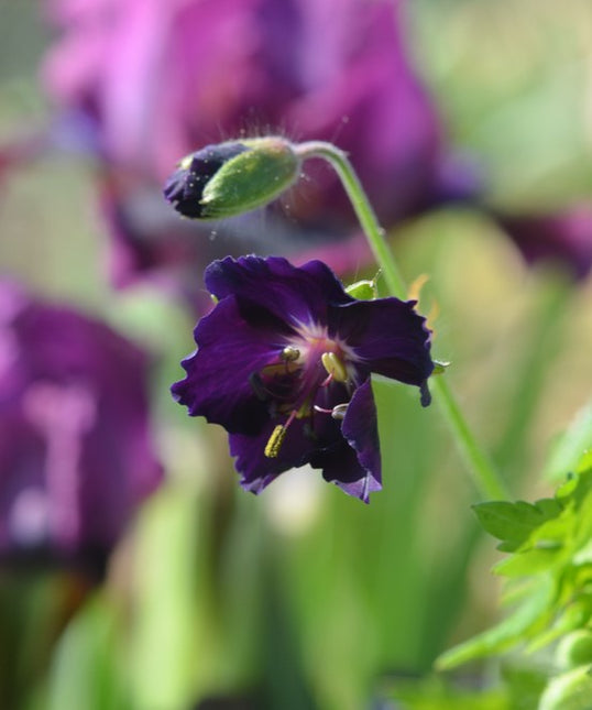 Geranium Raven