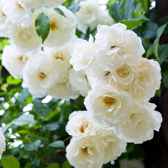 Iceberg Rose