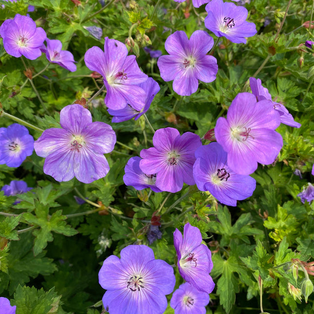Geranium Rozanne