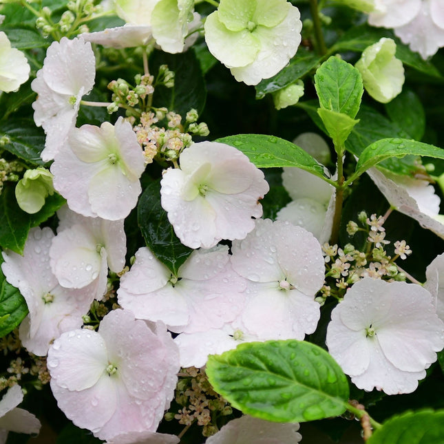 Hydrangea Runaway Bride