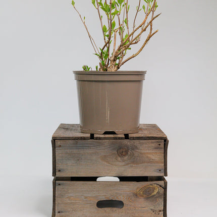 Hydrangea Strong Annabelle