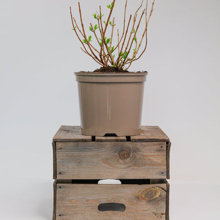 Hydrangea Little Lime