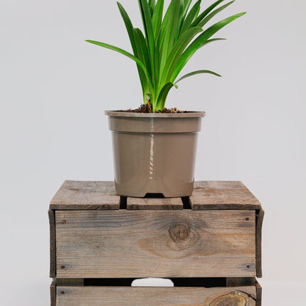 Agapanthus Black Buddhist