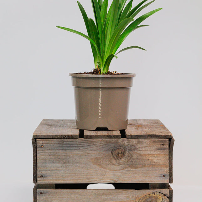 Agapanthus Black Buddhist