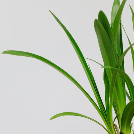 Agapanthus Black Buddhist