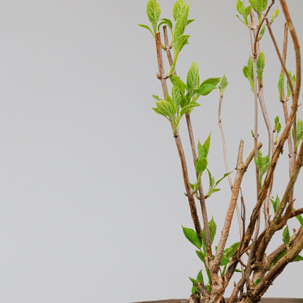 Hydrangea Strong Annabelle