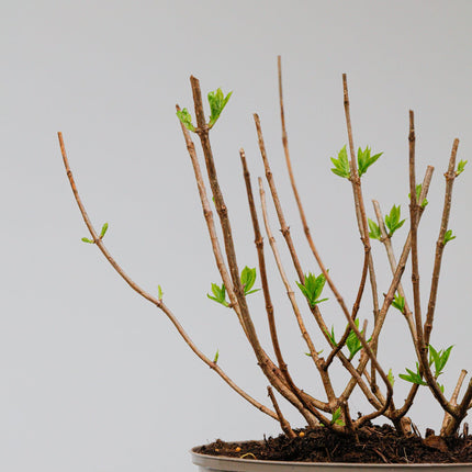 Hydrangea Little Lime