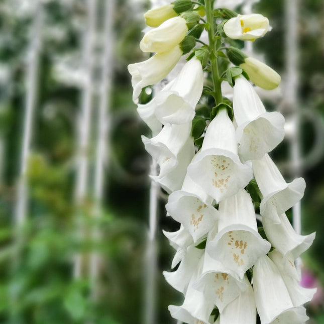 White Foxglove