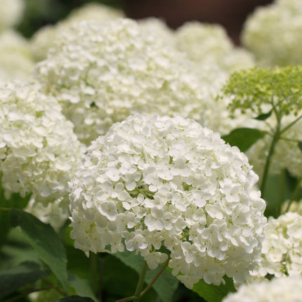 Hydrangea Strong Annabelle